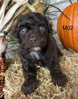 Winston , a male Poodle - Miniature  for sale in West Point, IA – 5 of 10
