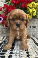 Ruby, a female Cavalier King Charles Spaniel for sale in West Point, IA – 9 of 9