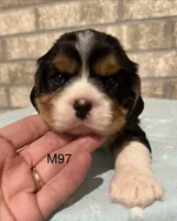 Bruno, a male Cavalier King Charles Spaniel for sale in West Point, IA – 9 of 10