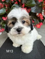 Max, a male Maltipoo for sale in West Point, IA – 9 of 10