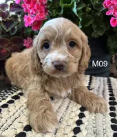 Bentley , a male Cockapoo for sale in West Point, IA – 10 of 10