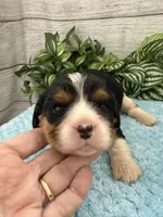 Bruno, a male Cavalier King Charles Spaniel for sale in West Point, IA – 9 of 10