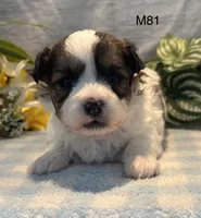 Coco, a male Bichon Frise and Shih Tzu for sale in West Point, IA – 7 of 9