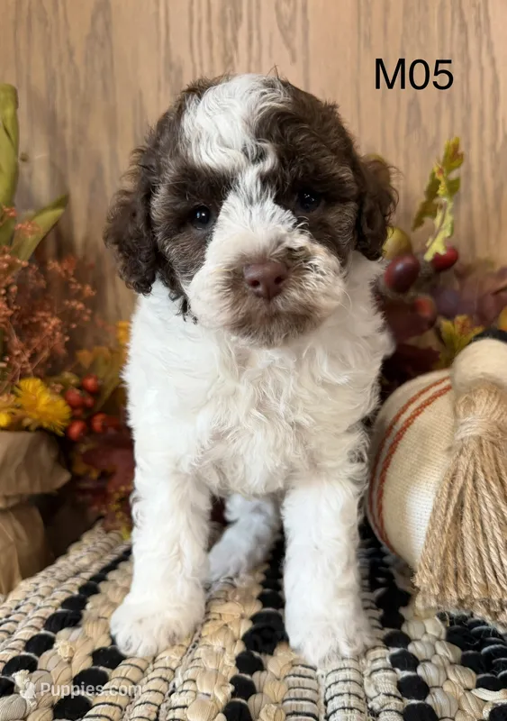 Zeus – Poodle - Miniature  puppy for sale in West Point, IA