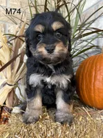 Duke, a male Cockapoo for sale in West Point, IA – 7 of 10