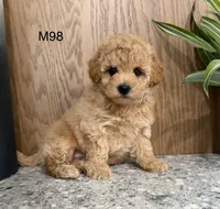 Brick , a male Maltipoo for sale in West Point, IA – 7 of 10