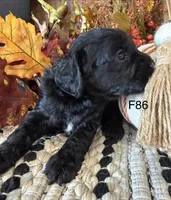 Amber, a female Cockapoo for sale in West Point, IA – 6 of 9