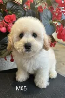 Hank, a male Maltipoo for sale in West Point, IA – 6 of 10