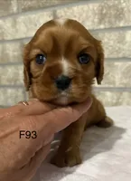 Lilly, a female Cavalier King Charles Spaniel for sale in West Point, IA – 10 of 10