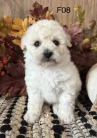 Lilly, a female Maltipoo for sale in West Point, IA – 5 of 10