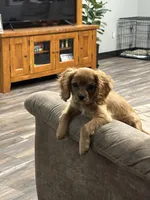 Buddy, a male Cavalier King Charles Spaniel for sale in West Point, IA – Photo 3 of 10