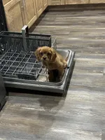 Buddy, a male Cavalier King Charles Spaniel for sale in West Point, IA – Photo 8 of 10