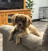 Buddy, a male Cavalier King Charles Spaniel for sale in West Point, IA – Photo 1 of 10