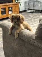 Buddy, a male Cavalier King Charles Spaniel for sale in West Point, IA – Photo 4 of 10