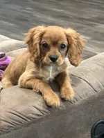 Buddy, a male Cavalier King Charles Spaniel for sale in West Point, IA – Photo 10 of 10