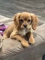 Buddy, a male Cavalier King Charles Spaniel for sale in West Point, IA – Photo 9 of 10
