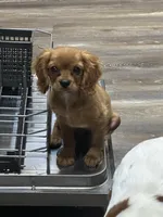 Buddy, a male Cavalier King Charles Spaniel for sale in West Point, IA – Photo 5 of 10