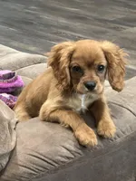 Buddy, a male Cavalier King Charles Spaniel for sale in West Point, IA – Photo 6 of 10