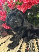 Lucy, a female Cockapoo for sale in West Point, IA – 3 of 6