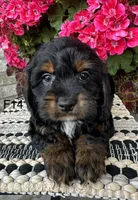 Sophie, a female Cockapoo for sale in West Point, IA – 9 of 9