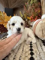 Autumn , a female Cockapoo for sale in West Point, IA – 8 of 10
