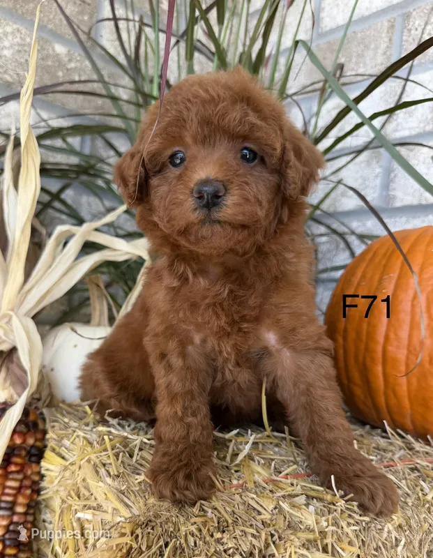 Lainey – Poodle - Miniature  puppy for sale in West Point, IA