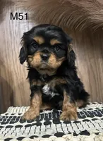 Dexter, a male Cavalier King Charles Spaniel for sale in West Point, IA – Photo 7 of 9
