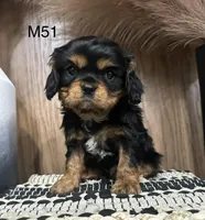 Dexter, a male Cavalier King Charles Spaniel for sale in West Point, IA – Photo 6 of 9