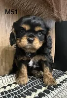 Dexter, a male Cavalier King Charles Spaniel for sale in West Point, IA – Photo 3 of 9