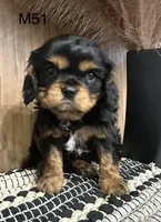 Dexter, a male Cavalier King Charles Spaniel for sale in West Point, IA – Photo 2 of 9