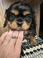 Dexter, a male Cavalier King Charles Spaniel for sale in West Point, IA – Photo 4 of 9