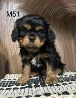 Dexter, a male Cavalier King Charles Spaniel for sale in West Point, IA – Photo 5 of 9