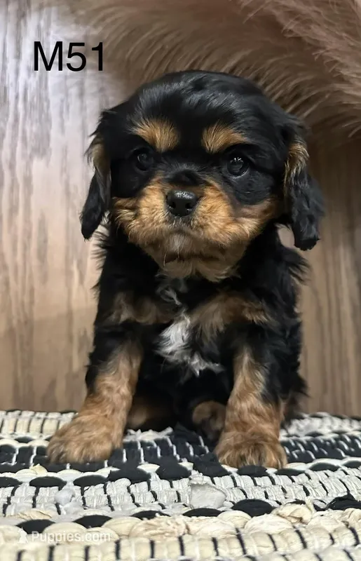 Dexter – Cavalier King Charles Spaniel puppy for sale in West Point, IA