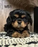 Dexter, a male Cavalier King Charles Spaniel for sale in West Point, IA – Photo 9 of 9