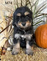 Duke, a male Cockapoo for sale in West Point, IA – 10 of 10