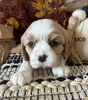 Dawson, a male Cavalier King Charles Spaniel for sale in West Point, IA – 6 of 8