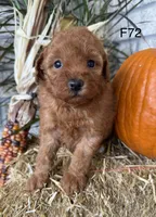 Mary, a female Poodle - Miniature  for sale in West Point, IA – 2 of 10