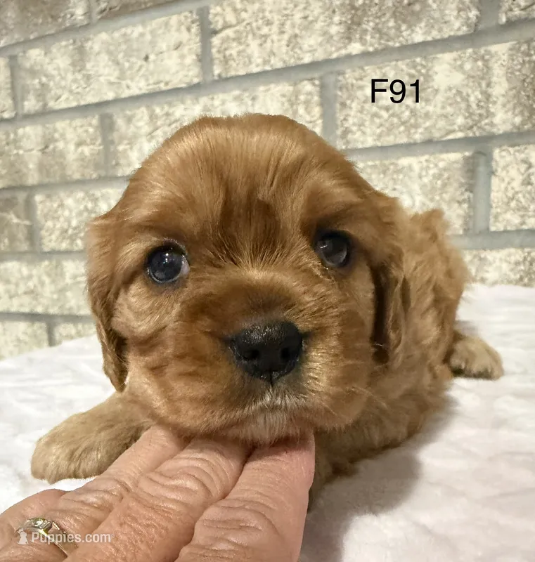 Lulu – Cavalier King Charles Spaniel puppy for sale in West Point, IA