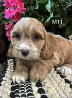 Cooper , a male Cockapoo for sale in West Point, IA – 8 of 10