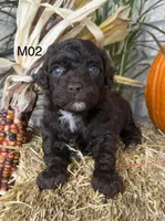 Winston , a male Poodle - Miniature  for sale in West Point, IA – 6 of 10