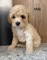 Fran, a male Maltipoo for sale in West Point, IA – 5 of 10
