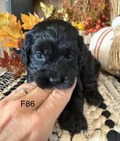 Amber, a female Cockapoo for sale in West Point, IA – 7 of 9