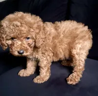 Ralph, a male Poodle - Toy  for sale in South San Francisco, CA – 4 of 4