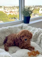 Ralph, a male Poodle - Toy  for sale in South San Francisco, CA – 2 of 4