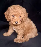 Ralph, a male Poodle - Toy  for sale in South San Francisco, CA – 1 of 4