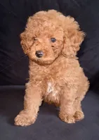 Ralph, a male Poodle - Toy  for sale in South San Francisco, CA – 3 of 4