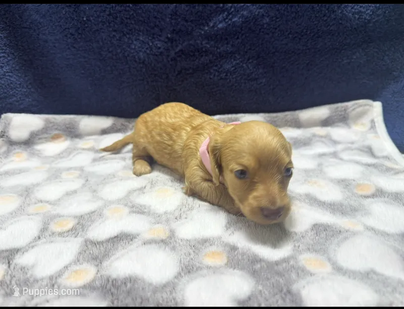 AKC LH Red (light Red) – Miniature Dachshund puppy on hold in Edinburg, TX
