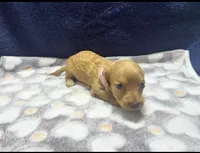 AKC LH Red (light Red), a female Miniature Dachshund for sale in Edinburg, TX – 1 of 5