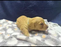 AKC LH Red (light Red), a male Miniature Dachshund for sale in Edinburg, TX – 3 of 5