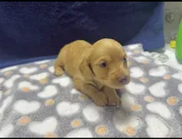 AKC LH Red (light Red), a male Miniature Dachshund for sale in Edinburg, TX – 2 of 5